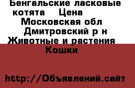 Бенгальские ласковые котята. › Цена ­ 5 000 - Московская обл., Дмитровский р-н Животные и растения » Кошки   